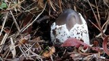 Amanita constricta image