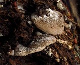 Hohenbuehelia mastrucata image