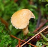 Cystoderma amianthinum image