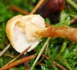 Cystoderma amianthinum image