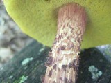 Boletellus russellii image