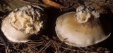 Ampulloclitocybe clavipes image