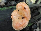 Lactarius thyinos image