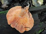 Lactarius thyinos image