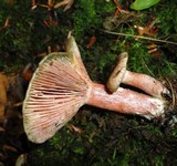 Lactarius subpurpureus image
