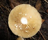 Lactarius pyrogalus image
