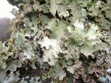 Platismatia glauca image
