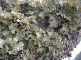 Platismatia glauca image