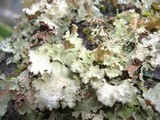 Platismatia glauca image