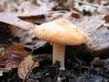 Hygrophorus subsalmonius image