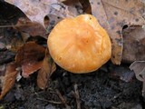 Hygrophorus subsalmonius image