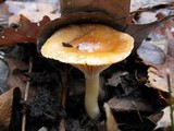 Hygrophorus subsalmonius image