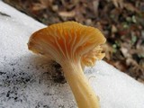 Hygrophorus subsalmonius image