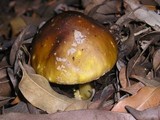 Amanita augusta image