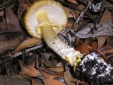 Amanita augusta image