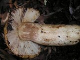 Russula fragrantissima image