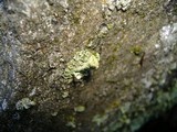 Cladonia chlorophaea image
