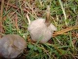Clitocybe tarda image