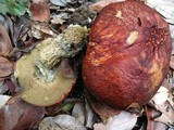 Leccinum manzanitae image