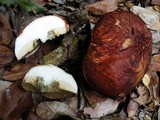 Leccinum manzanitae image