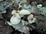 Lentinellus subaustralis image