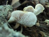 Lentinellus subaustralis image