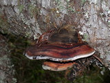Fomitopsis mounceae image