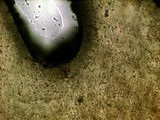 Gymnopilus croceoluteus image