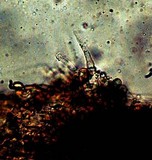 Gymnopilus croceoluteus image