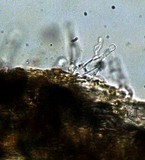 Gymnopilus croceoluteus image