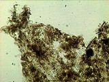 Gymnopilus croceoluteus image