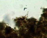 Gymnopilus croceoluteus image