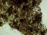 Gymnopilus croceoluteus image