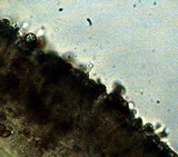 Gymnopilus croceoluteus image