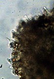 Gymnopilus croceoluteus image