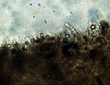 Gymnopilus croceoluteus image
