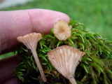 Contumyces rosellus image