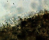 Gymnopilus croceoluteus image