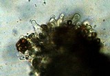 Gymnopilus croceoluteus image