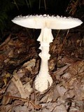 Amanita cokeri image