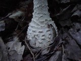 Amanita cokeri image