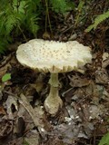 Amanita cokeri image