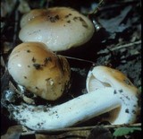 Hygrophorus subsalmonius image
