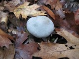 Clitocybe odora var. pacifica image