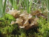 Arrhenia lobata image