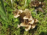 Arrhenia lobata image