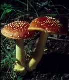 Amanita parcivolvata image