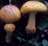 Amanita flavorubens image