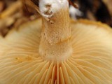 Gymnopilus sapineus image