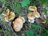 Gyroporus castaneus image